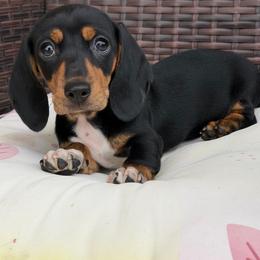 Katherina - Black and tan female Dachshund puppy in Tonopah, Arizona from Brandie's Dachshunds