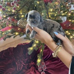 Archie - Merle male Bernedoodle puppy in Yuba City, California from Ranch House Doodles