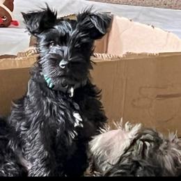 Green collar - Black male Miniature Schnauzer puppy in North Troy, Vermont from Chantel's Miniature Schnauzers
