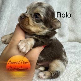 Chihuahua puppies from Sunset Eves Chihuahuas