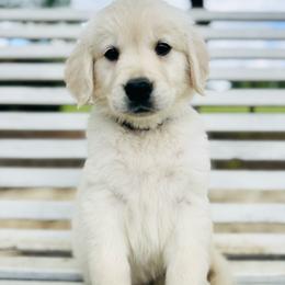 Blue collar - Light golden male Golden Retriever puppy in Harrisburg, North Carolina from Bunn Ranch Goldens & Bernese