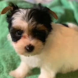 Yorkipoos and Yorkshire Terriers from Brittney’s Loving Pets