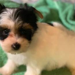 Yorkipoos and Yorkshire Terriers from Brittney’s Loving Pets