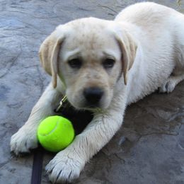 Labrador Retrievers from Warlow Labradors