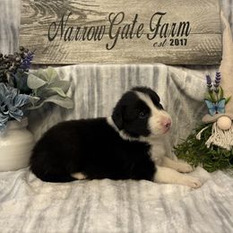 Zephyr - Black and white male Border Collie puppy in Moody, Texas from Narrow Gate Farm