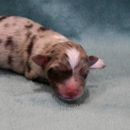 Malcom (Mal) - Red merle male Miniature Australian Shepherd puppy in Weatherford, Texas from Ridgestar Aussies