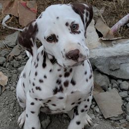 Dalmatian and Labrador Retriever Puppies from CountrySide Dalmatians & Locks of Love Labradors