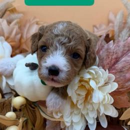 Scout- Green Collar - Apricot male Goldendoodle puppy in Cape Coral, Florida from Nay Nays Mini Doodles