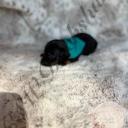 Dachshund Puppies from CSW Dachshunds