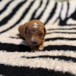Mufasa - Red  male Goldendoodle puppy in Jacksonville, Florida from Dandelion Doodles