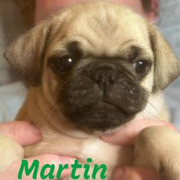 Martin - Fawn male Pug puppy in Morgantown, West Virginia from Groovy Pugs