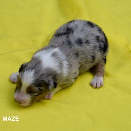 Australian Shepherd and Cavalier King Charles Spaniel Puppies from FairWilde Farm