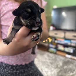 Boy 2 - Black and silver male Miniature Schnauzer puppy in Rocklin, California from Liv’s Schnauzers