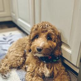 Bernedoodle and Goldendoodle All Grown Up from Farmland Doodles