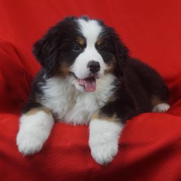 Bernese Mountain Dog Puppies from Lonesome Pine Farm