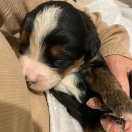 Brownie - Black rust and white male Bernese Mountain Dog puppy in Rural Retreat, Virginia from Bernese Bunker
