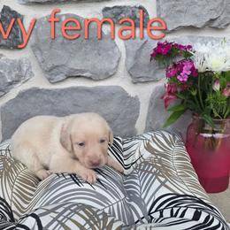 Ivy - Champagne female Dilute Retriever puppy in New Providence, Pennsylvania from Southernend Silvers