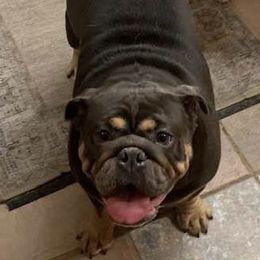 Lilo - Bulldog