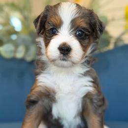 Priscilla - Tri-color female Bernedoodle puppy in Yuciapa, California from AlltheDoodlez_