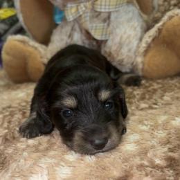 Rip (Russian lines) - Black and cream male Dachshund puppy in Goldthwaite, Texas from Mini Mama Dachshunds