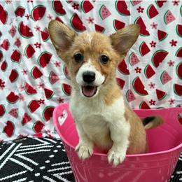 Reba BarkEntire - Red female Pembroke Welsh Corgi puppy in Moore, South Carolina from Chaotic Corgi’s