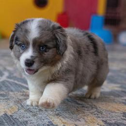 Axel - Blue merle male Toy Australian Shepherd puppy in Georgetown, Texas from Minikin Manor