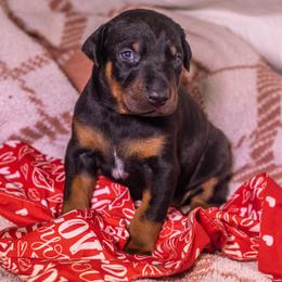 Mr B(brown boy) - Black and rust male Doberman Pinscher puppy in Shelby, North Carolina from IronBee Dobermans