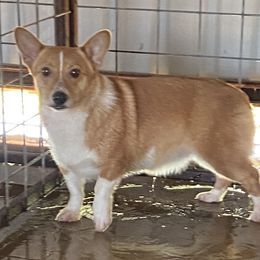 Frito - American Corgi