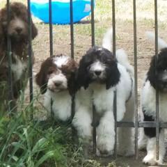 Saint Berdoodles from Millhouse Kennels