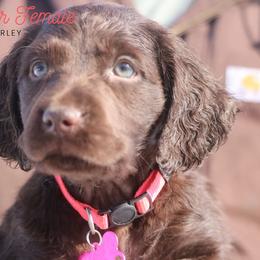 Girl 3 - Liver female Boykin Spaniel puppy in Capron, Virginia from Triple Creek Kennel