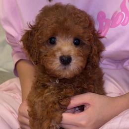 Prada - Brown male Poodle puppy in Chino, California from TT Poodles
