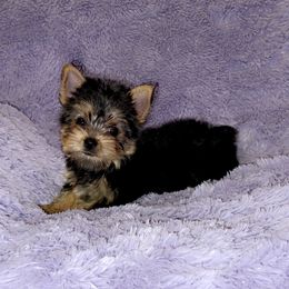 Yorkshire Terrier Puppies from ✨The Royal Yorkie Den✨