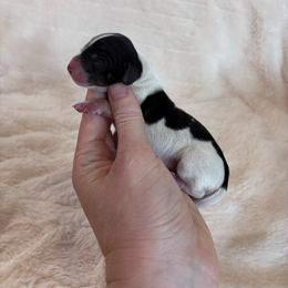 Caroline - Black and tan female Dachshund puppy in Osage, Oklahoma from Vandruff Creek Mini Dachshunds
