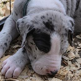 MERLE MANTLE MALE - Mantle merle male Great Dane puppy in Hickman, Kentucky from Tidal Wave Danes