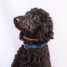 Huck - Poodle