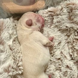 Boy 1 - Cream French Bulldog puppy in Kalispell, Montana from Grace & Grit Frenchies