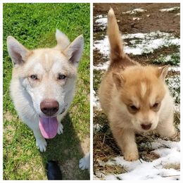 Siberian Husky Puppies from Dixie's Siberians