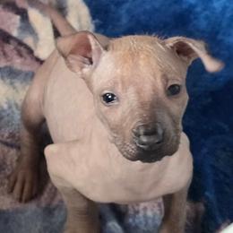 Girl 3 - Fawn female Xoloitzcuintli puppy in Ethridge, Tennessee from Royalty Reigns Xolos
