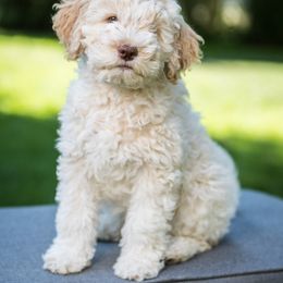 Benito - Orange Lagotto Romagnolo puppy in Silverton, Oregon from Briarwood Lagotto Romagnolos