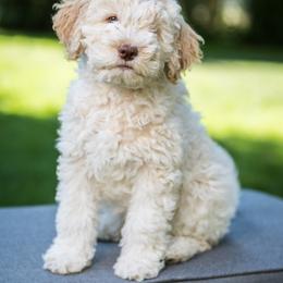 Benito - Orange Lagotto Romagnolo puppy in Silverton, Oregon from Briarwood Lagotto Romagnolos