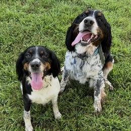 English Springer Spaniel puppies from Stormin Pine and Prairie Springers