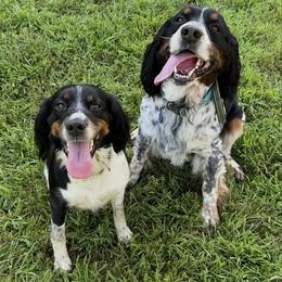 English Springer Spaniel puppies from Stormin Pine and Prairie Springers