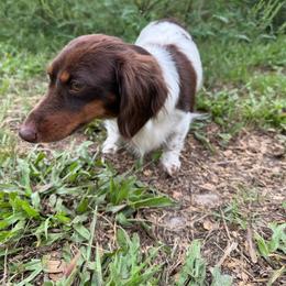 Polly - Black and tan female Dachshund puppy in Youngstown, Florida from Paradox Dachshunds