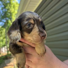 Chocolate cream dapple - Dapple female Dachshund puppy in White Pine, Tennessee from Rocky Top Weenies