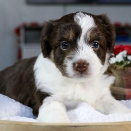 Flora - Red tri-color female Aussiedoodle puppy in Salem, Utah from Go West Mini Aussies