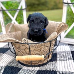 Chai - Black male Giant Schnauzer puppy in Collinsville, Mississippi from Hillside Kennels
