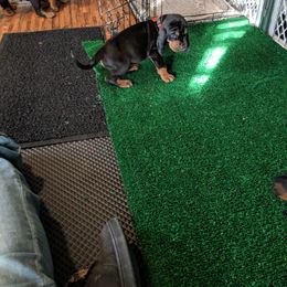 Black and Tan Coonhound and Bracco Italiano Puppies from Old Soul Black & Tan Coonhounds
