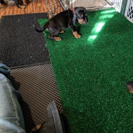 Black and Tan Coonhound and Bracco Italiano Puppies from Old Soul Black & Tan Coonhounds