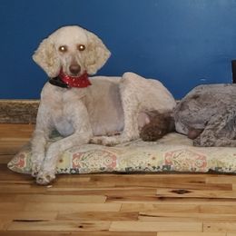 Poodles from Zimmerman's Poodles