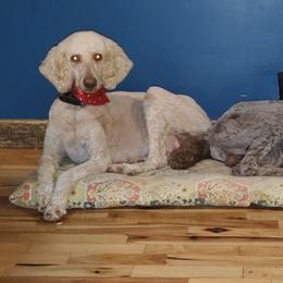 Poodles from Zimmerman's Poodles